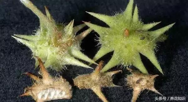 诗经植物图鉴内容,诗经中30植物名