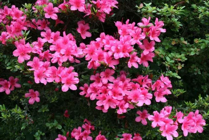 杜鹃花的鉴赏方法,关于杜鹃花的养护知识资料