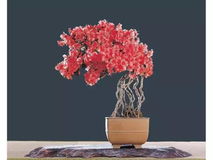 杜鹃花的鉴赏方法,关于杜鹃花的养护知识资料