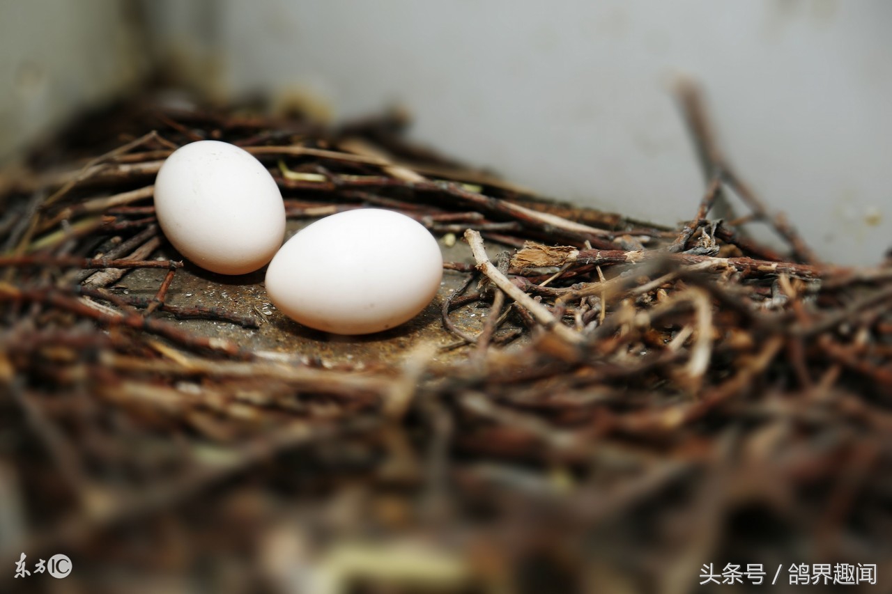 鸽子一年繁殖几窝蛋合适,冬天鸽子孵蛋注意事项
