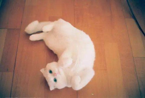 武汉市联合宠物医院怎么样,武汉联合动物医院养宠物