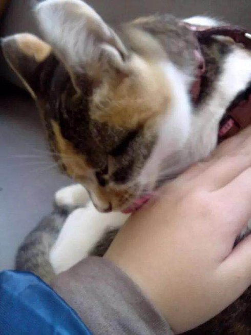 武汉市联合宠物医院怎么样,武汉联合动物医院养宠物