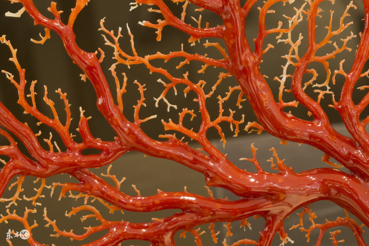 最真实的红珊瑚,这才是真正的红珊瑚