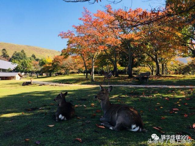 去日本旅游最全攻略,去日本旅游必看
