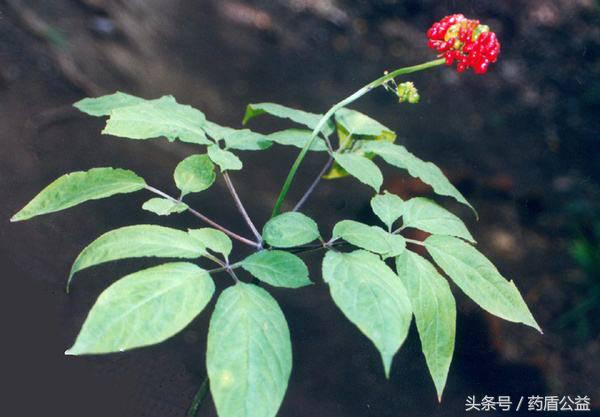 秋冬补高丽参让你元气满满,滋补佳品高丽参