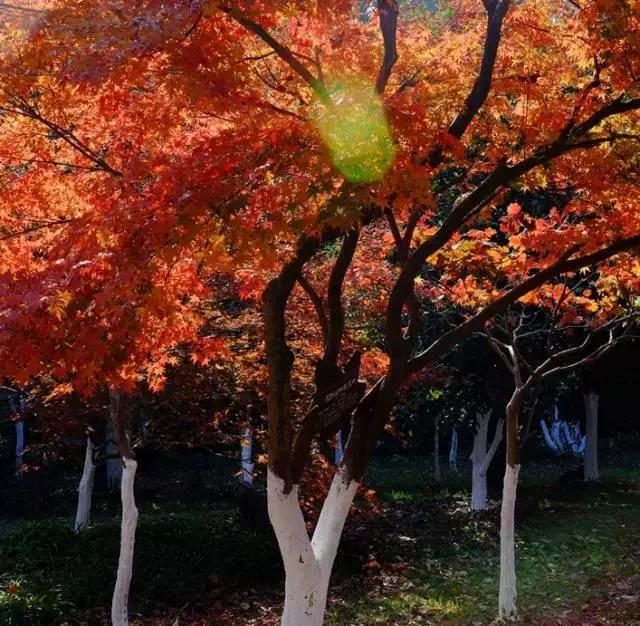 深圳十大打工美女排名表,深圳第一美女简历