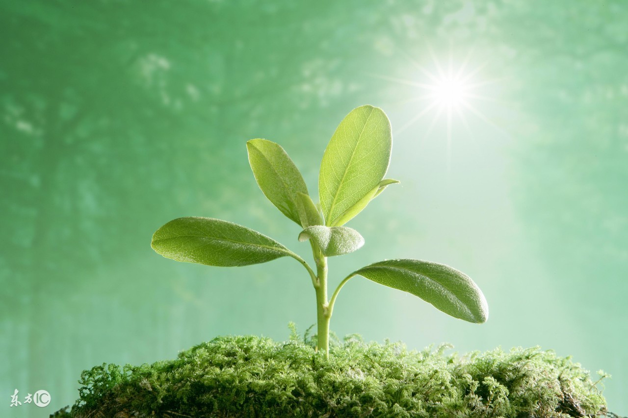 软瓷的处理方法视频,软瓷市场预测