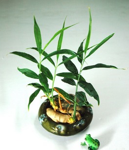 盆栽生姜如何发芽多,生姜发芽了可以种盆栽