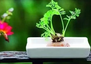 盆栽生姜如何发芽多,生姜发芽了可以种盆栽