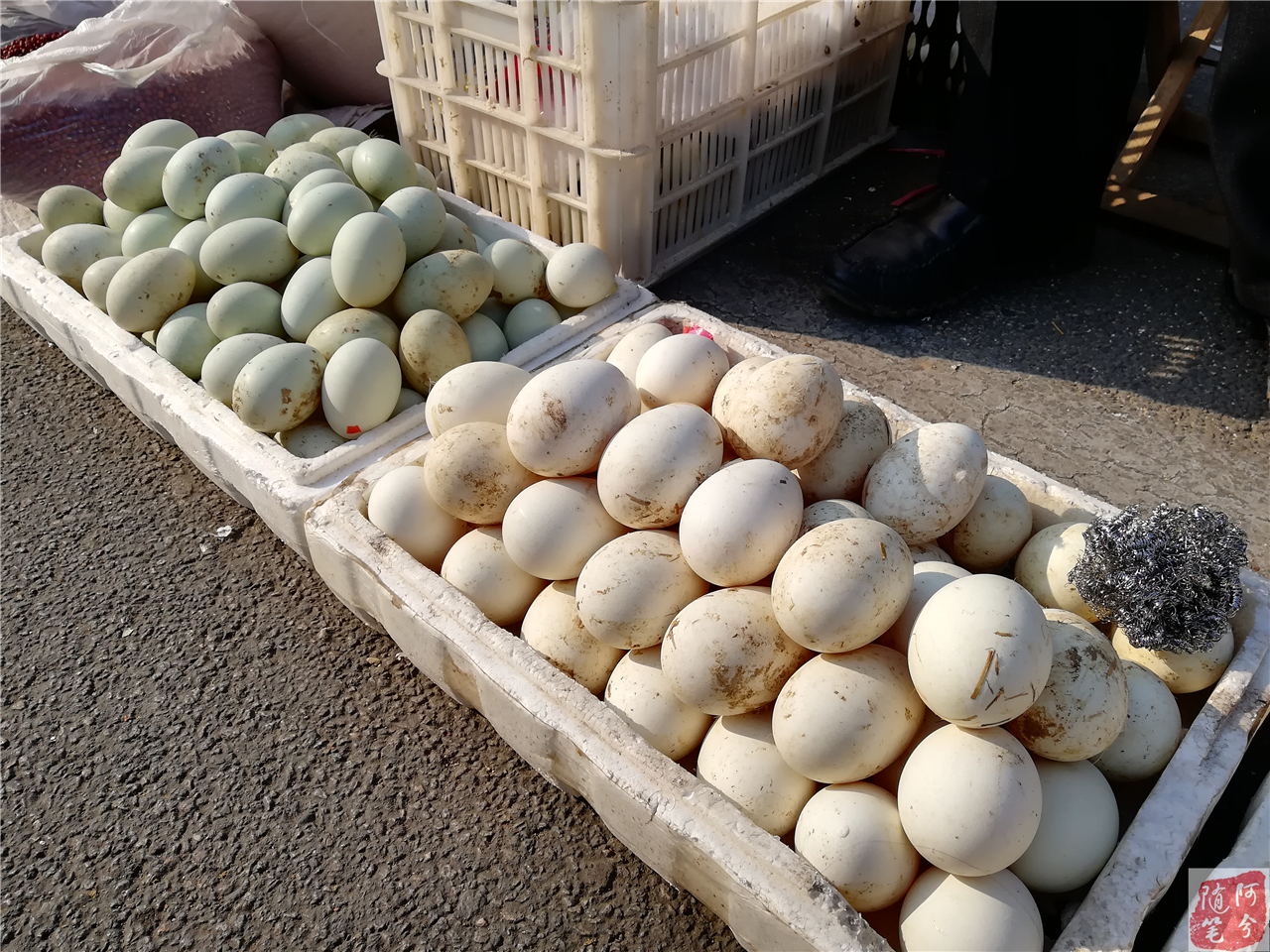 乌鸡为什么下普通鸡蛋,乌鸡下了粉蛋什么原因