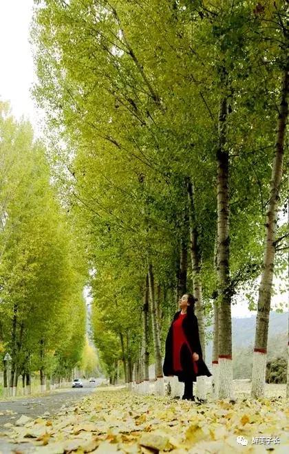 路边的白杨树歌曲,偶遇路边白杨树文案