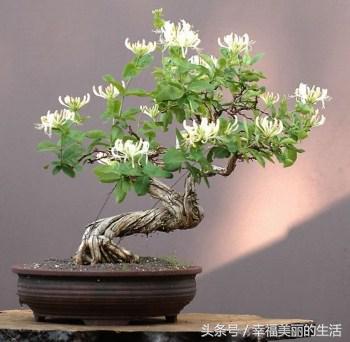 金银花树桩盆景制作方法,金银花盆景好看制作方法