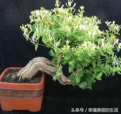 金银花树桩盆景制作方法,金银花盆景好看制作方法