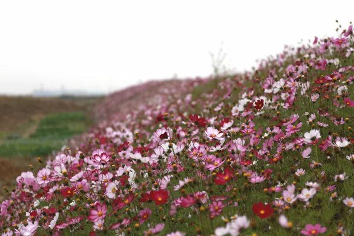 你越黄，我越喜欢！凛冬将至，这是最后一波西太湖的秋景