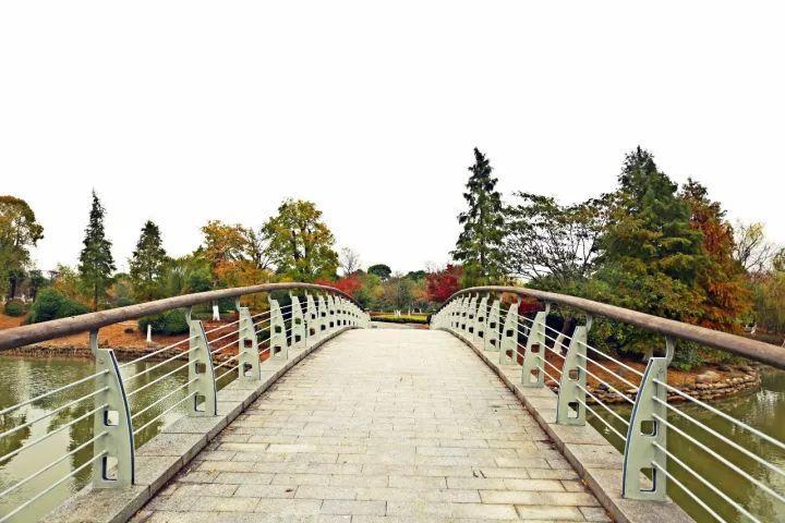 你越黄，我越喜欢！凛冬将至，这是最后一波西太湖的秋景