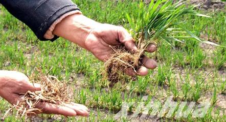 如何避免小麦冬春季死苗,年前小麦苗弱苗黄脱肥了怎么办