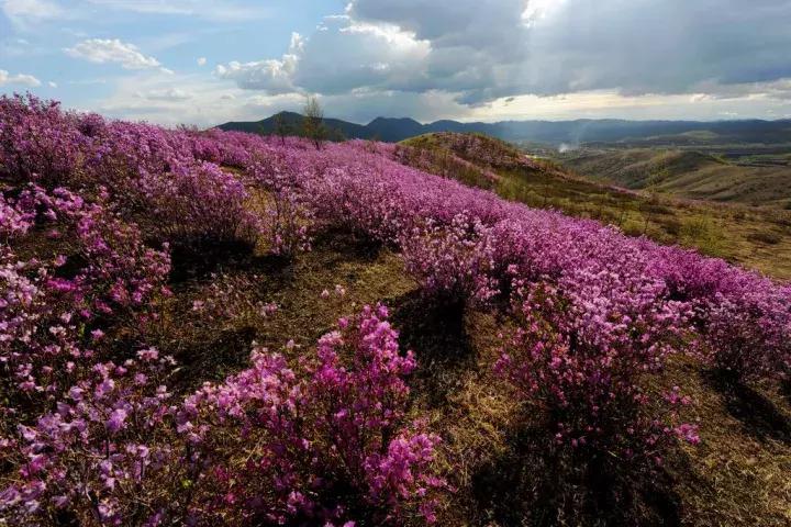 杜鹃花的鉴赏方法,关于杜鹃花的养护知识资料