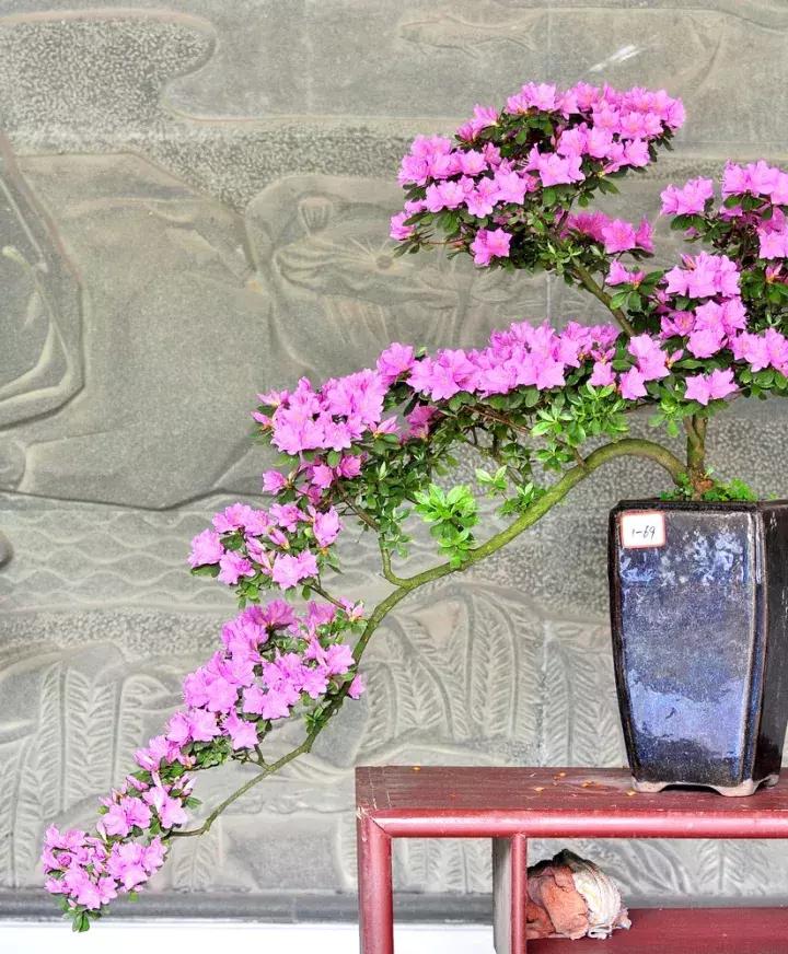 杜鹃花的鉴赏方法,关于杜鹃花的养护知识资料