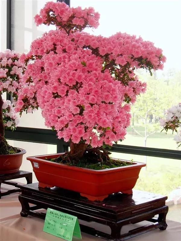 杜鹃花的鉴赏方法,关于杜鹃花的养护知识资料