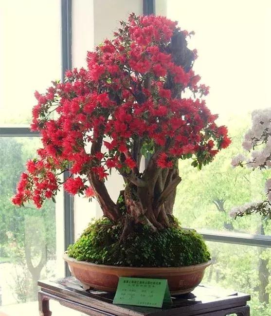 杜鹃花的鉴赏方法,关于杜鹃花的养护知识资料