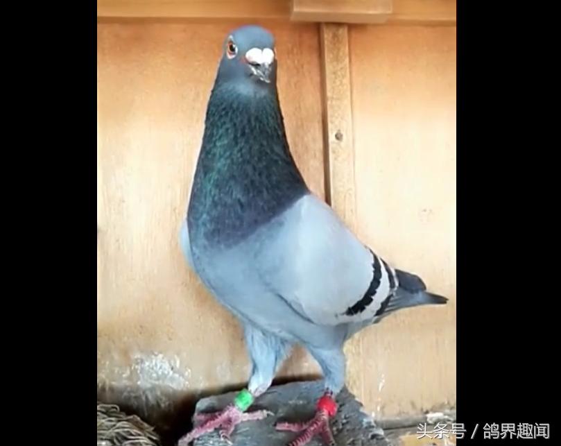 老信鸽开家技巧,信鸽开家最好方法