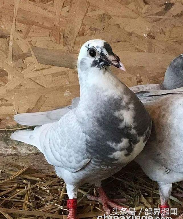 老信鸽开家技巧,信鸽开家最好方法