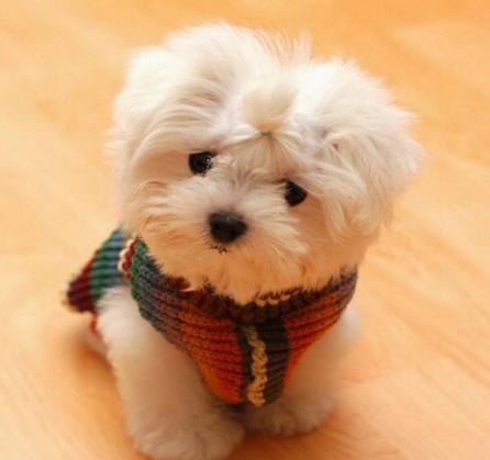 5个狗狗喂养方法与技巧,如何调教狗狗护食行为