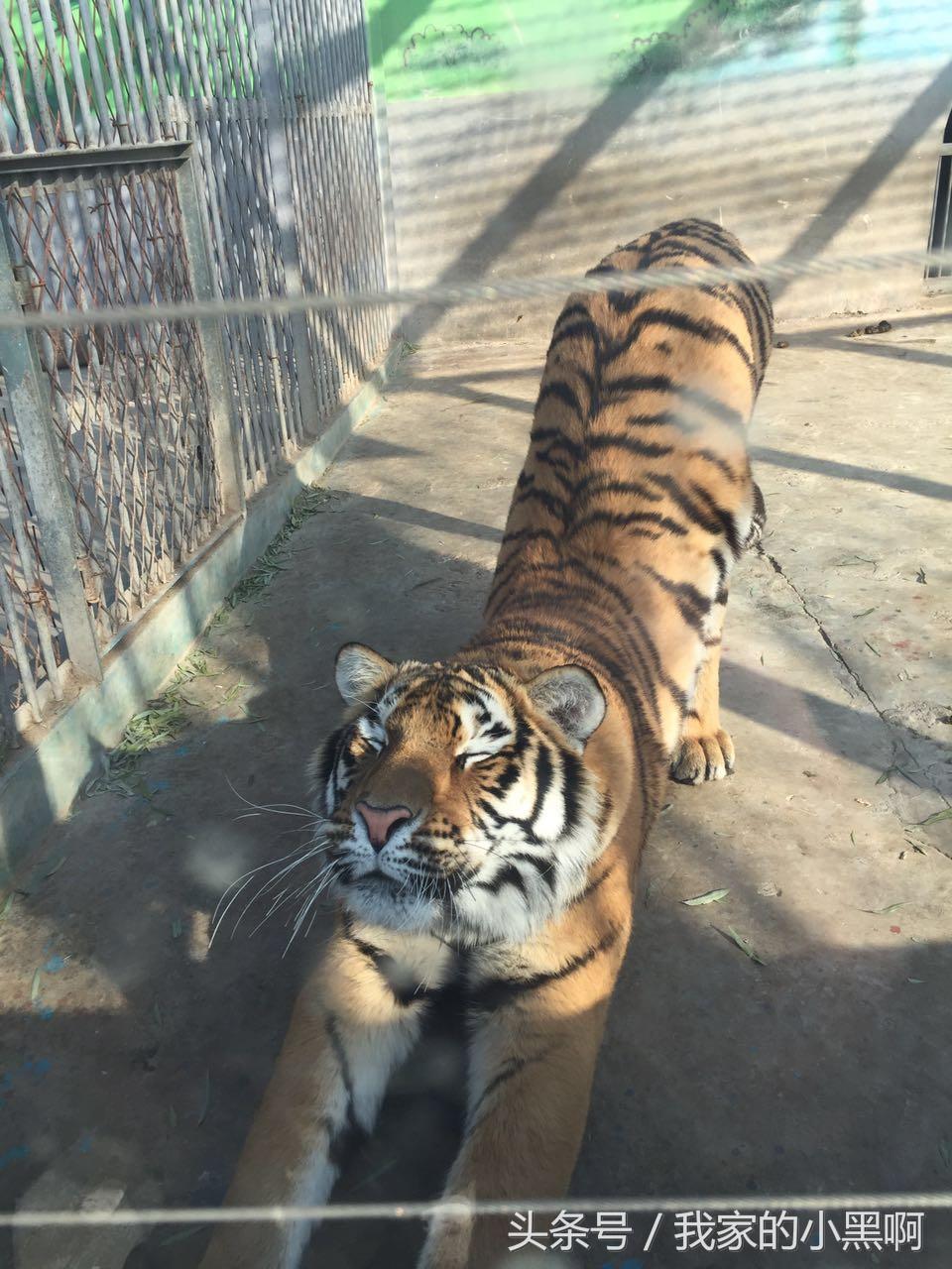 测评德州一日游,德州市动植物园一日游