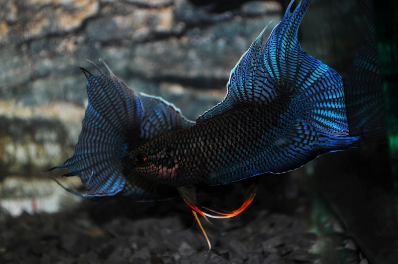 斗鱼2剧情简介,中国斗鱼繁殖