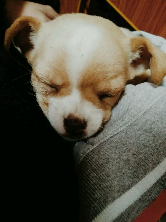 狗狗全身抽搐吐白沫吐血怎么回事,我家狗狗今天吐血不知怎么回事