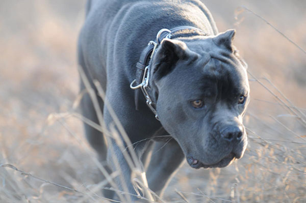 卡斯罗狗狗厉害吗,卡斯罗狗狗视频