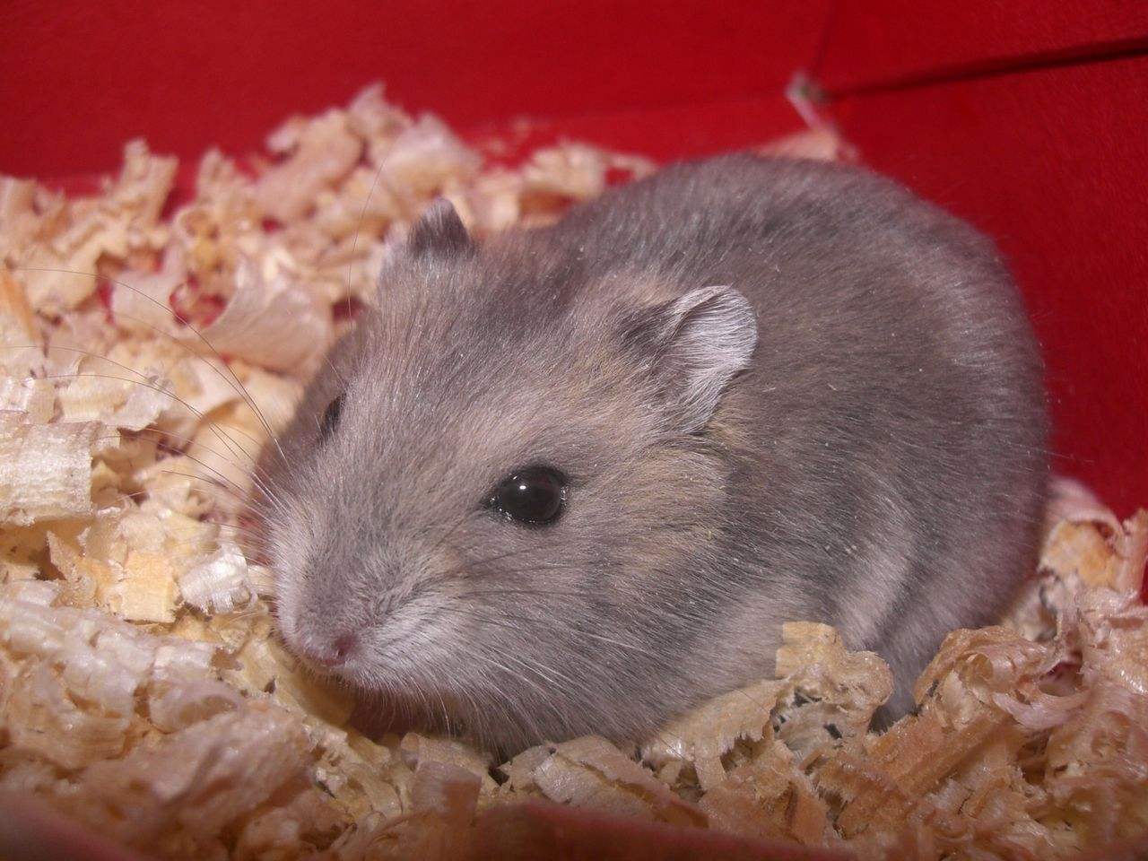 仓鼠饲养箱子,仓鼠饲养基地