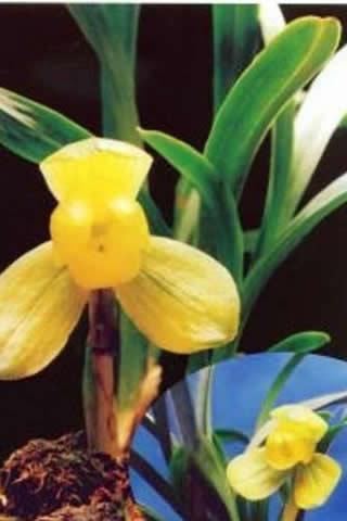 兰花最名贵的品种多少钱一株,最贵的兰花价格多少钱一棵