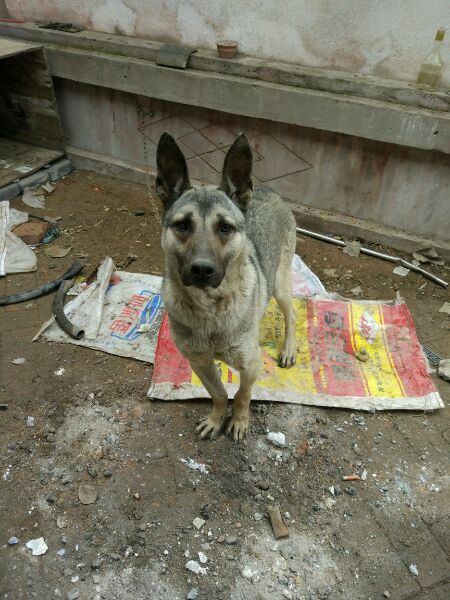狗肉馆被解救的狗笑了,狗肉馆救下金毛下崽了