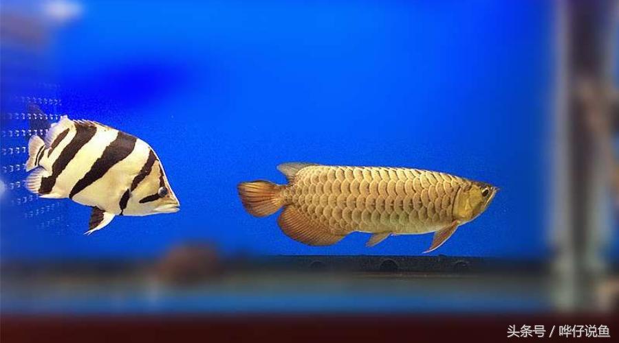 用一句话证明我是超级有钱人：我家鱼缸里有八条泰国虎鱼！