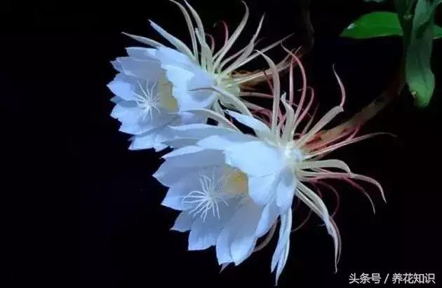 十一月有哪些花盛开,十一月都有哪些典型花朵