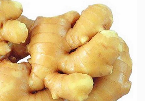 盆栽生姜如何发芽多,生姜发芽了可以种盆栽