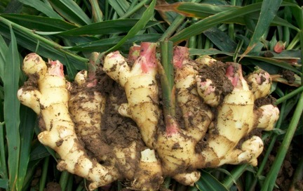 盆栽生姜如何发芽多,生姜发芽了可以种盆栽