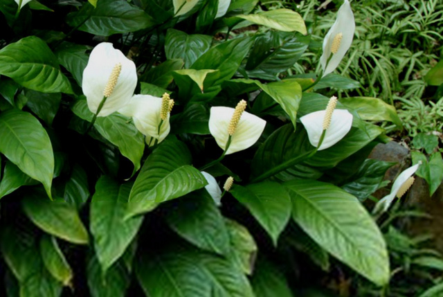 除甲醛最好的绿植都有啥,除甲醛最有效的绿植有哪些