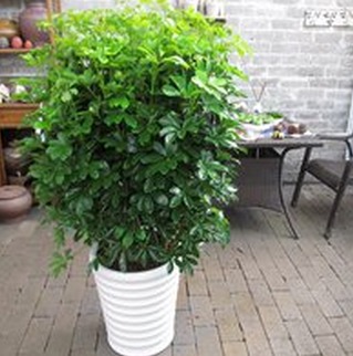 除甲醛最好的绿植都有啥,除甲醛最有效的绿植有哪些