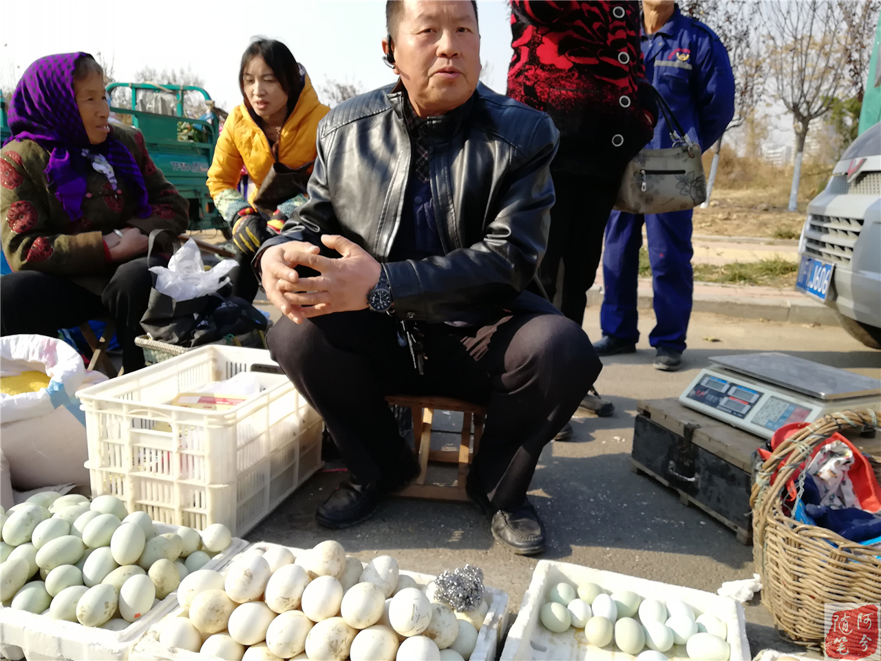 乌鸡为什么下普通鸡蛋,乌鸡下了粉蛋什么原因