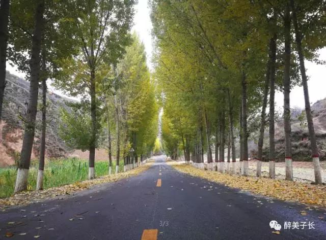 路边的白杨树歌曲,偶遇路边白杨树文案