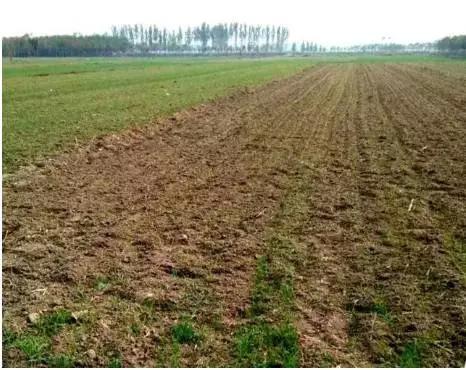 如何避免小麦冬春季死苗,年前小麦苗弱苗黄脱肥了怎么办