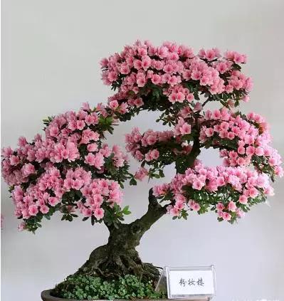 杜鹃花的鉴赏方法,关于杜鹃花的养护知识资料