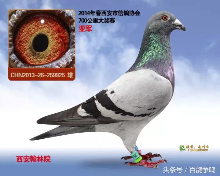 胡刚赛鸽,胡刚说鸽定棚鸽最新视频