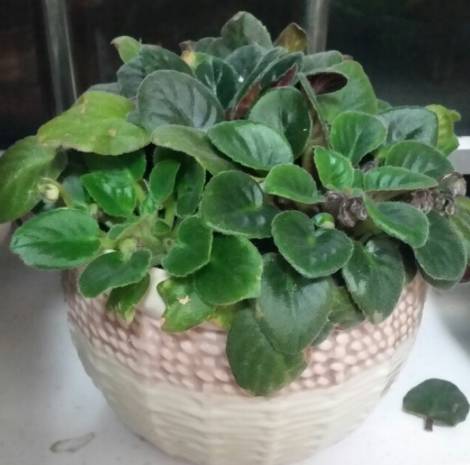 养在室内可以四季开花的非洲堇，为什么花友养没几天就枯萎了