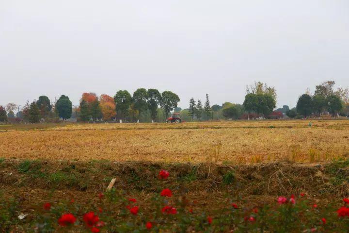 你越黄，我越喜欢！凛冬将至，这是最后一波西太湖的秋景