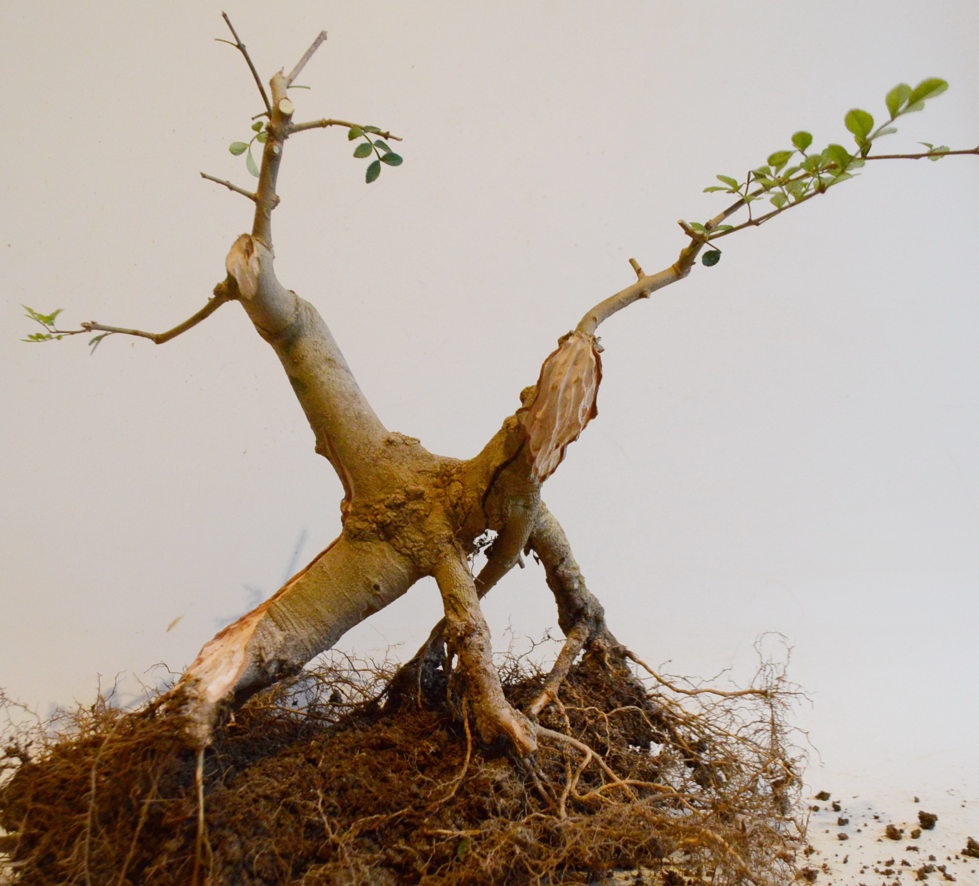 对节白蜡什么时候适合做舍利,对节白蜡舍利制作全过程