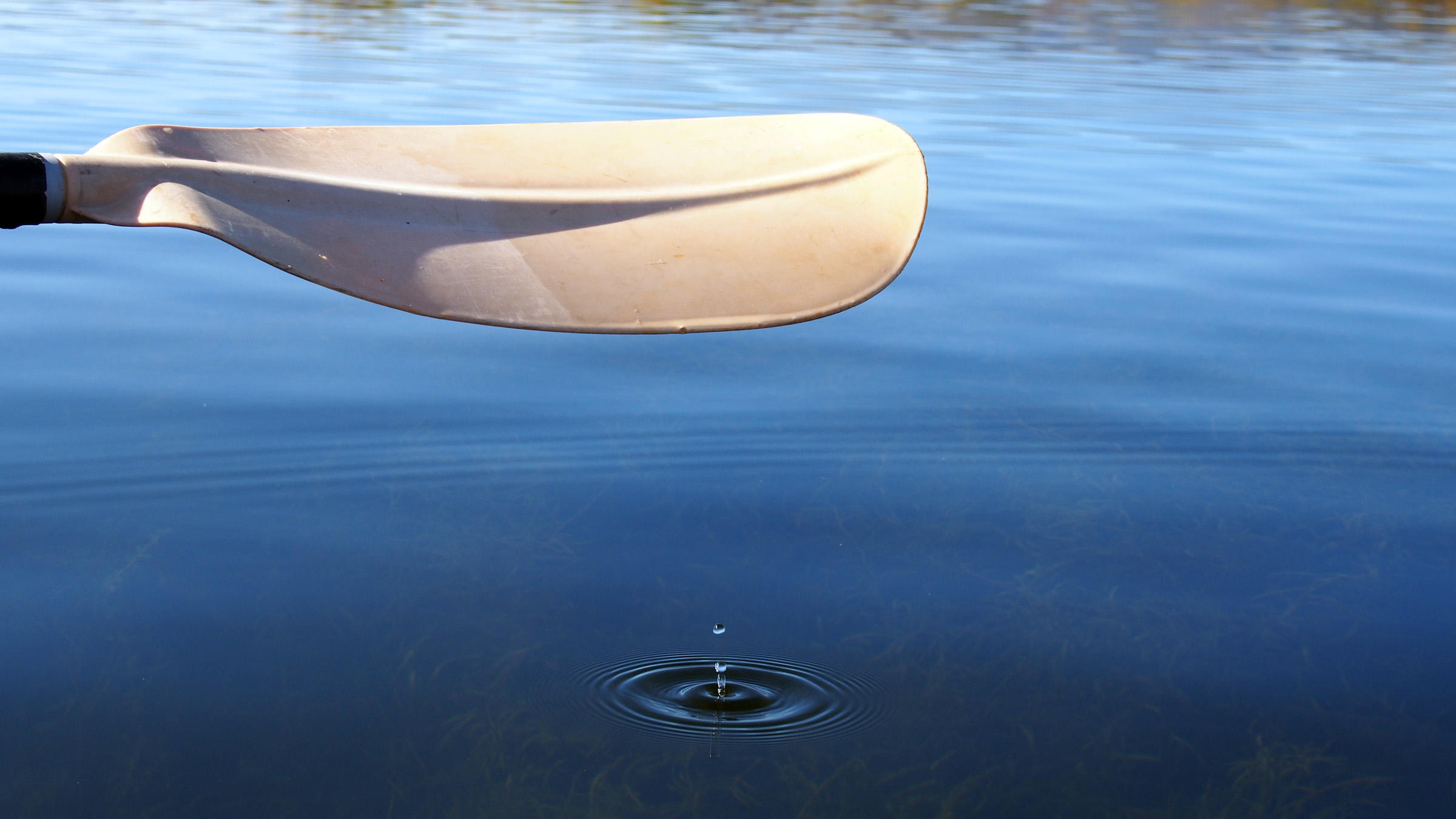 水至清则无鱼游泳,水至清则无鱼但是还是有很多鱼