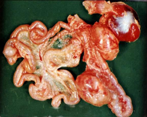 鸡马立克病有什么特征,鸡群为什么容易发病